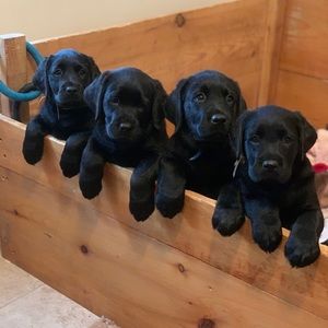 Meet your Posher, Abbie